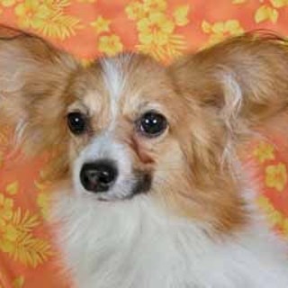 パピヨンオス子犬2015.9/27生まれ