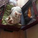 飼い主に置き去りにされた母子猫の里親様募集中です！
