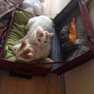 飼い主に置き去りにされた母子猫の里親様募集中です！
