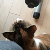 あられが降ってビビって飼い主と「仲間」