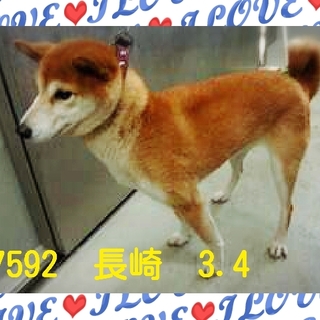 里親さまが決まりました　ありがとうございました