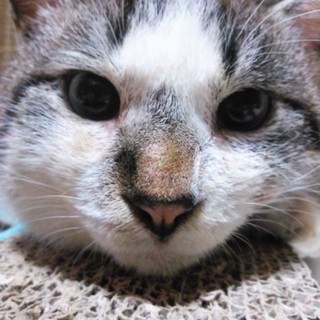 いつもそばに来て甘えてくるお利口猫ちゃん！