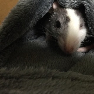 成獣ラット(メス）