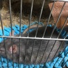 成獣ラット(メス） サムネイル3