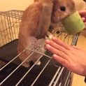 ホーランドロップ きなこちゃん