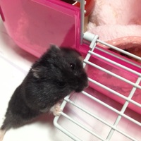 サマ