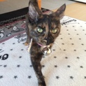 5ヶ月ぐらいの子猫三匹！
