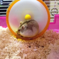 アメ