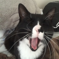 「オハナノヒミツ」サムネイル3