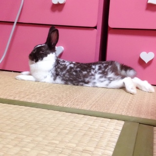 ミニうさぎの里親探しています。(一時停止中。)
