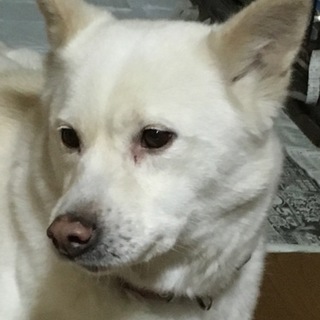 保護っ子カラちゃん！優しい里親様募集！