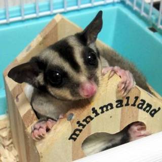 フクロモモンガ里親募集