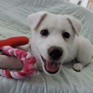 3ヵ月、白くて可愛い女の子