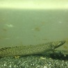 ポリプテルス サムネイル3