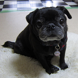 とっても愛らしい黒パグ「すずちゃん」の家族募集中！