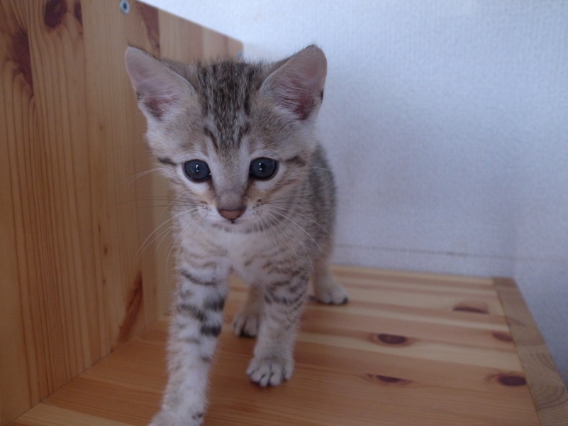 ベンガル エジプシャンマ 埼玉県 猫の里親募集 10 ペットのおうち 月間利用者150万人 ベンガル エジプシャンマ 埼玉県 猫の里親募集 10 ペットのおうち 月間利用者150万人