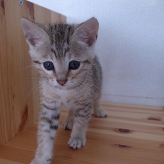 ベンガル＋エジプシャンマウのハイブリッドキャット！