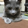 くにやすくん
