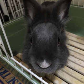 ライオンドワーフラビット里親募集してます