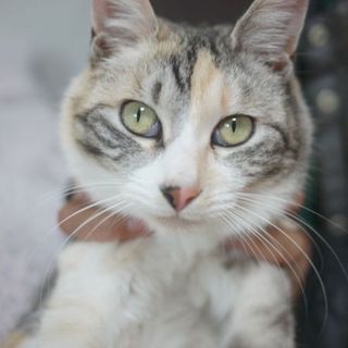 公園のアイドル１歳未満のパステル三毛のキキちゃん