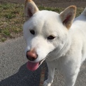 柴犬（白）の男の子