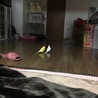 もりさきぷりん