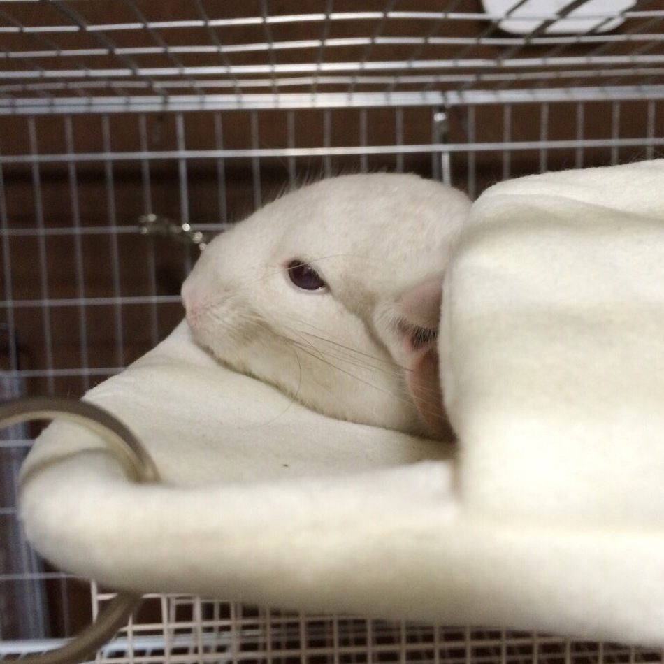 もちたろうのカバー写真