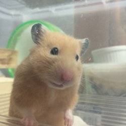 20:30〜のハムスターLIFE