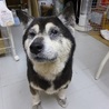 郡山市保健所　黒柴のお婆ちゃん 「さわ」ちゃん サムネイル4