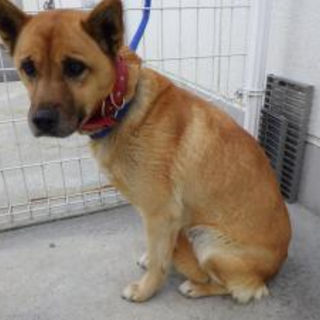 2016030010 　　中型　メス 返還済み