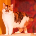 遊び大好きでも一人でお留守番OK三毛猫まる