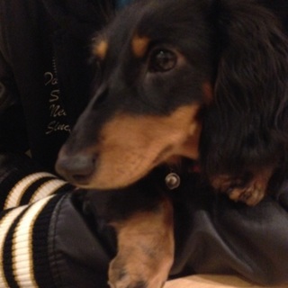 甘えん坊ダックス