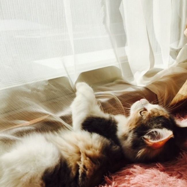 ばたどらのカバー写真