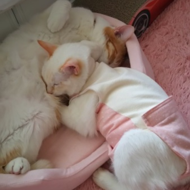 きぃ～ちゃんのママのカバー写真