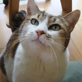 なでてもらうことが大好きな甘えん坊です。