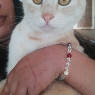 至急里親募集!!とっても良い子です。