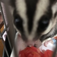 れもん