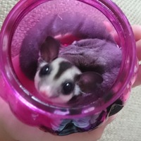 あんず