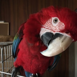 「鳥の寿命は60年」サムネイル1