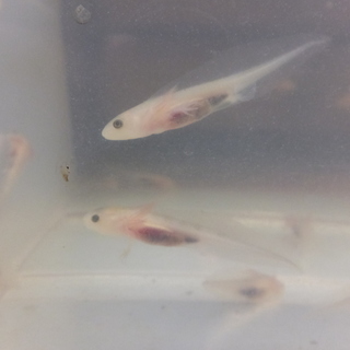 たくさんの里親応募ありがとうございました！