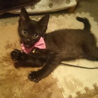 マロン
