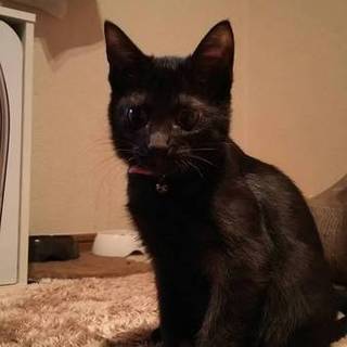 引っ越しの時につれていけないので。