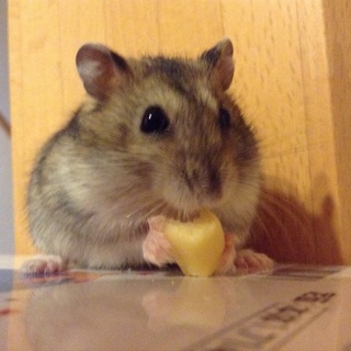 ジャンガリアンハムスター里親募集