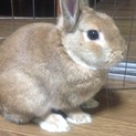 ネザーランドもうすぐ4才男の子
