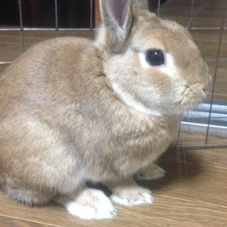 ネザーランドもうすぐ4才男の子