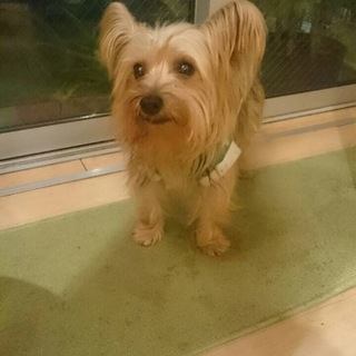 ヨークシャテリアのかのんちゃん