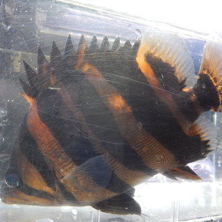 ダトニオプラスワン