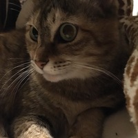ぺこ