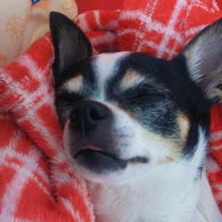 大人しく人懐っこいワンちゃんです♪