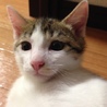 おーぐら